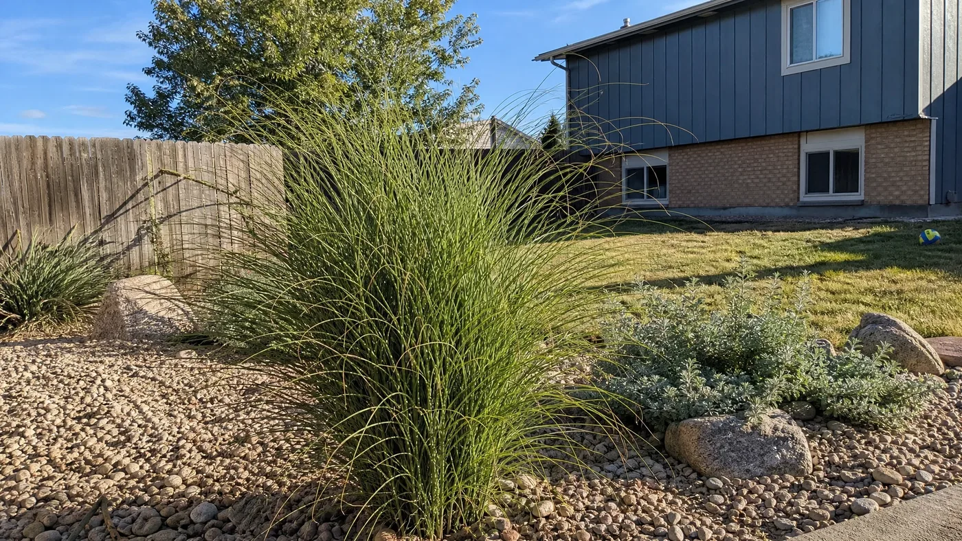 Little Kitten Maiden Grass Foliage: Color, Texture and Habit
