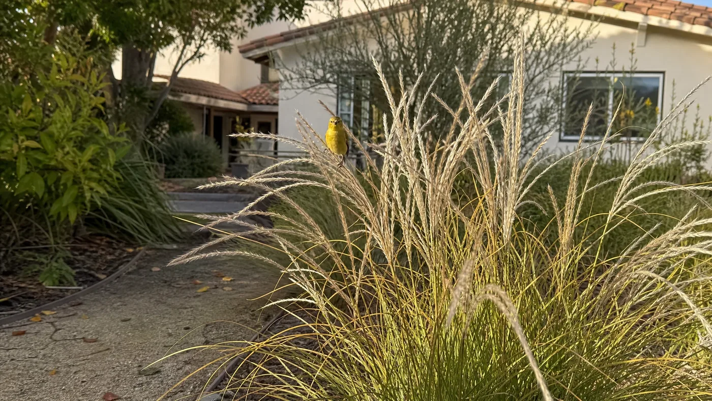 Little Kitten Maiden Grass vs Liriope: Grass or Lilyturf