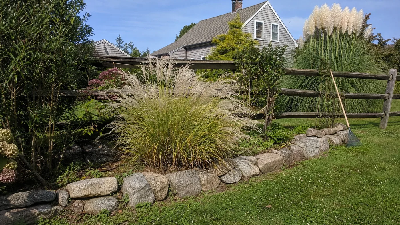 Little Kitten Maiden Grass vs Pampas Grass: Size and Plumes