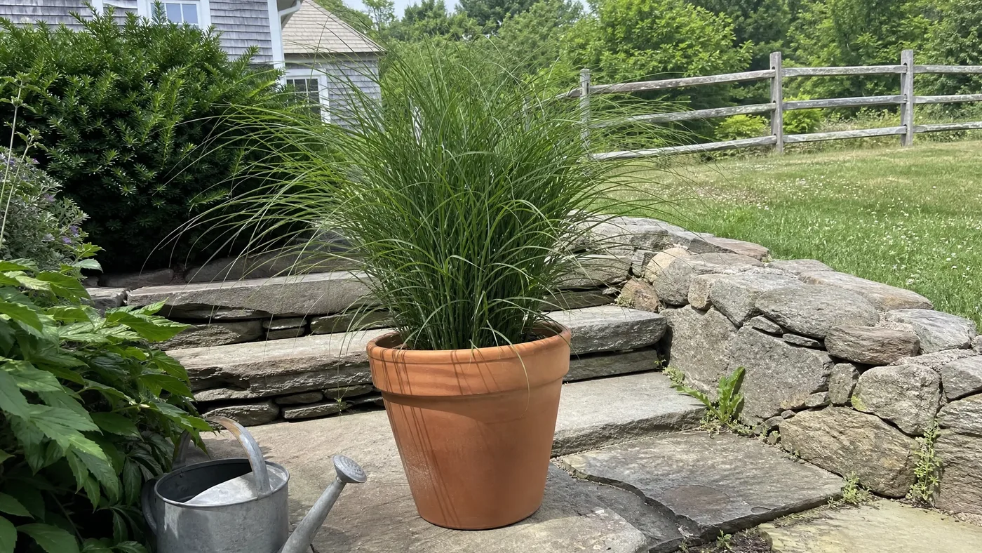 Little Kitten Maiden Grass vs Sedge: Sun and Moisture Needs